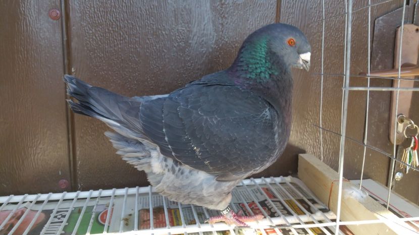 M RO 2016 1138 - Vanzare porumbei AGH maturi