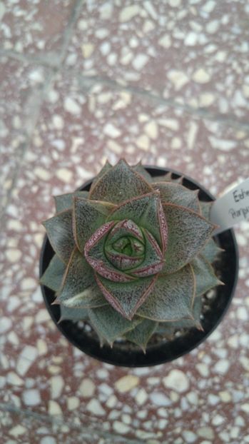 20170305_165416_HDR - Cactusi si Suculente