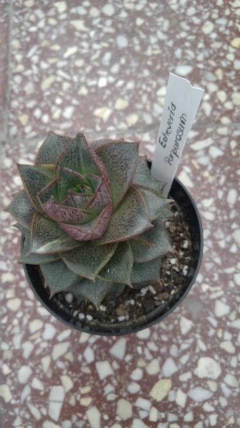 20170305_165349_HDR - Cactusi si Suculente