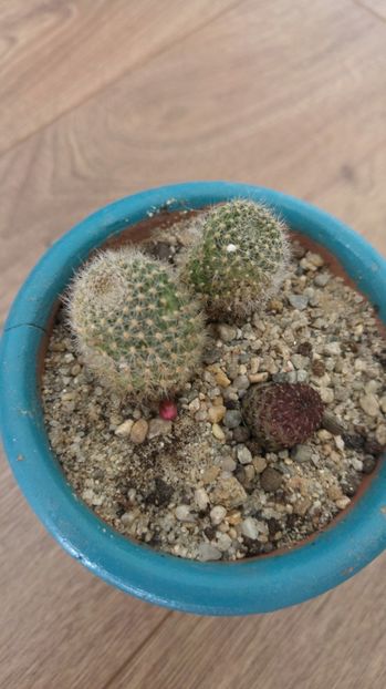 20170304_121247_HDR - Cactusi si Suculente