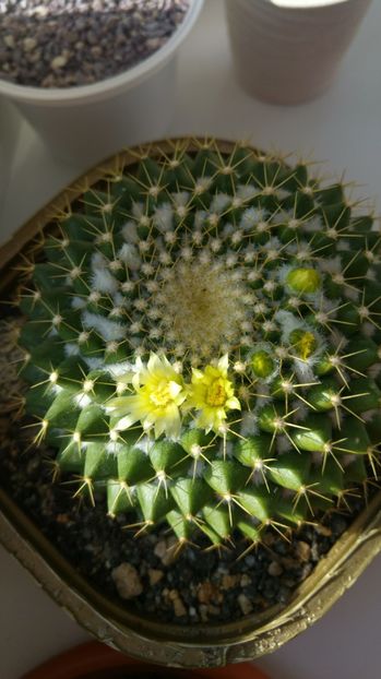 20170124_120533_HDR - Cactusi si Suculente