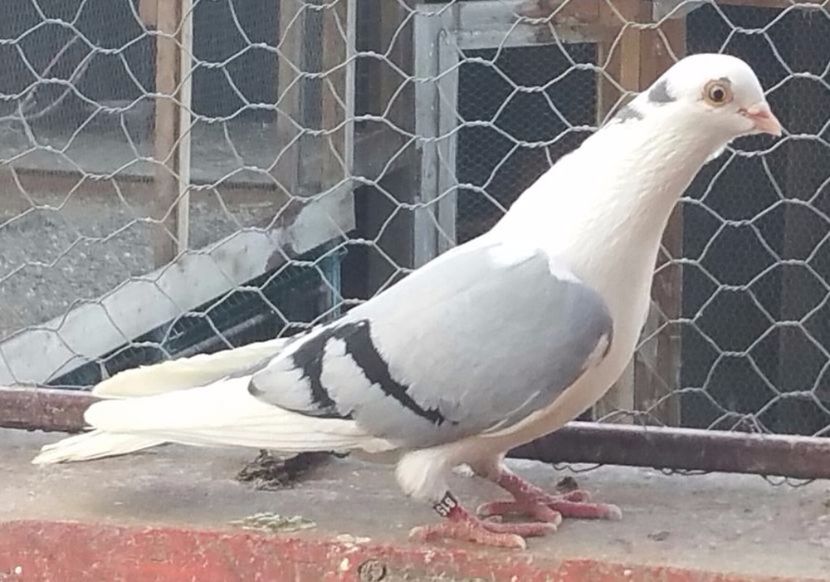 Dat in Giurgiu la Dragoi - D- Porumbei JUCATORI DE GALATI VANDUTI Album 3