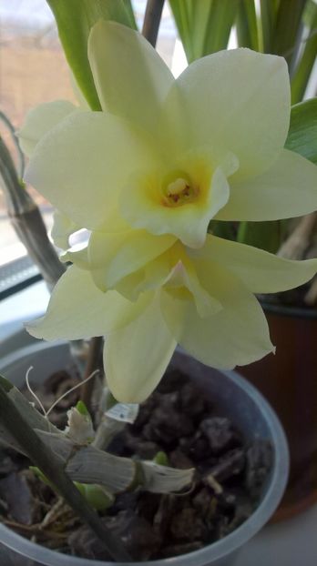  - Dendrobium