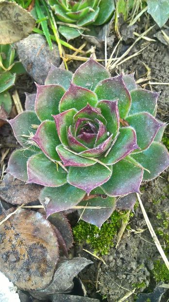 sempervivum - gradinita 2017