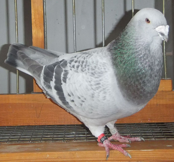  - Voiajori Standard guti 2017