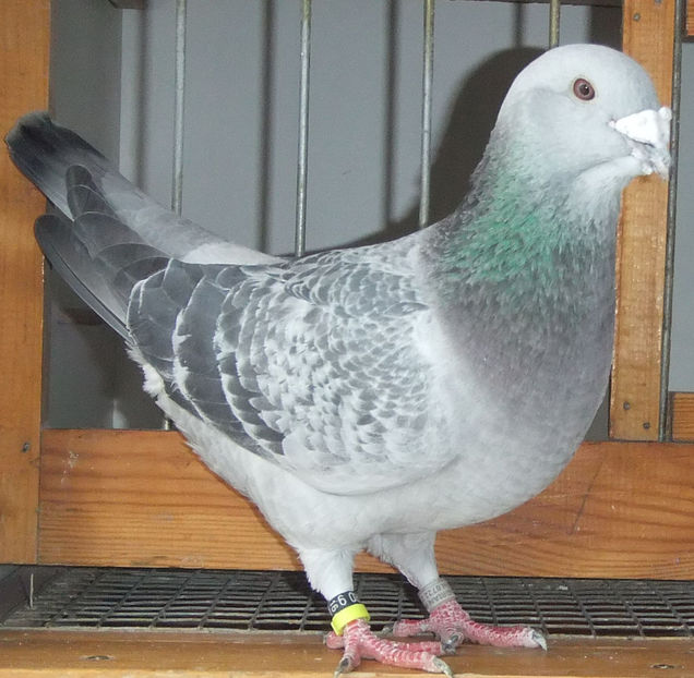  - Voiajori Standard guti 2017