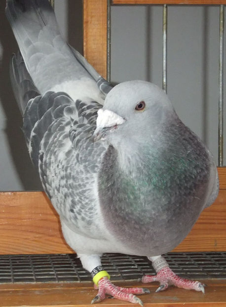  - Voiajori Standard guti 2017