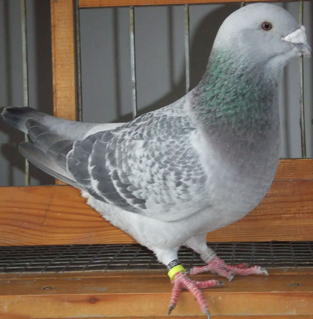  - Voiajori Standard guti 2017