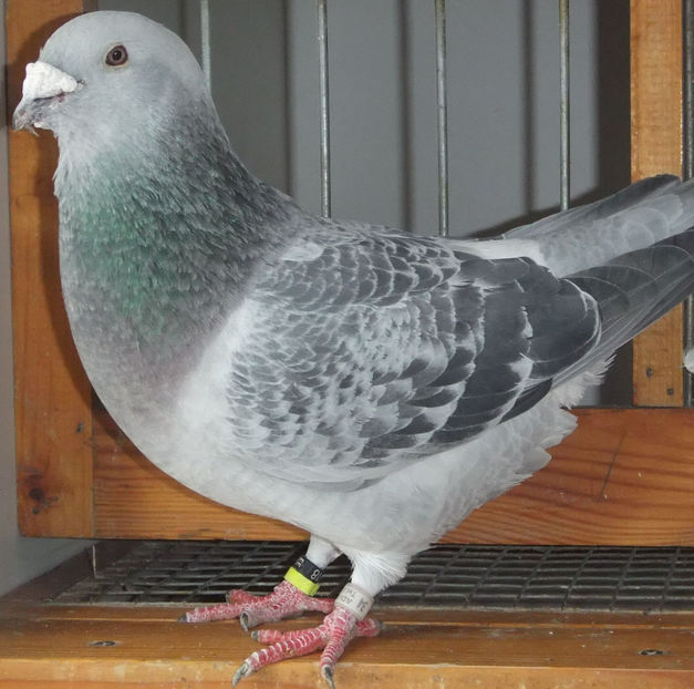  - Voiajori Standard guti 2017