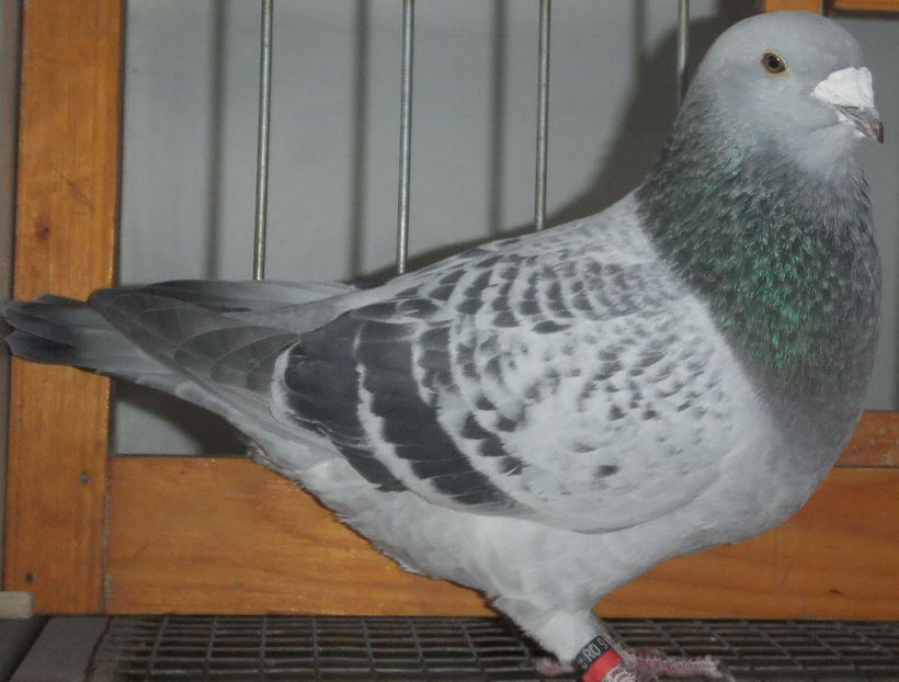  - Voiajori Standard guti 2017