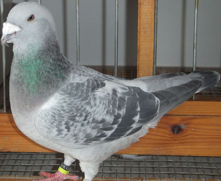  - Voiajori Standard guti 2017