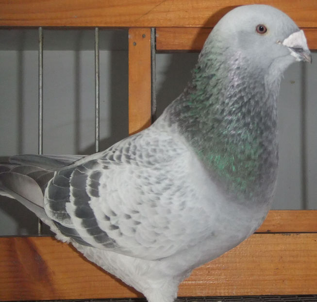  - Voiajori Standard guti 2017