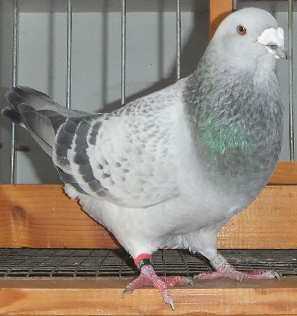  - Voiajori Standard guti 2017