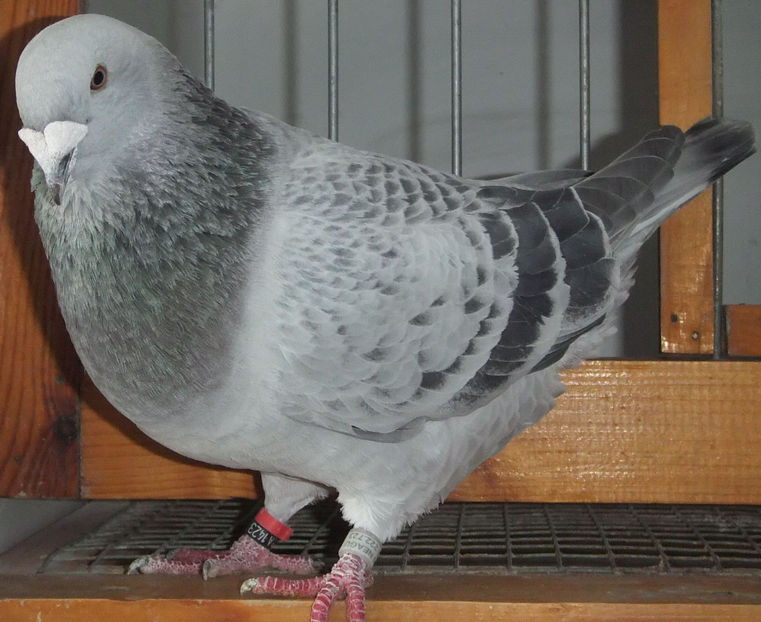  - Voiajori Standard guti 2017