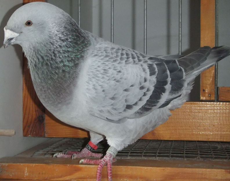  - Voiajori Standard guti 2017