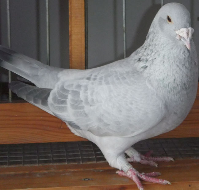  - Voiajori Standard guti 2017