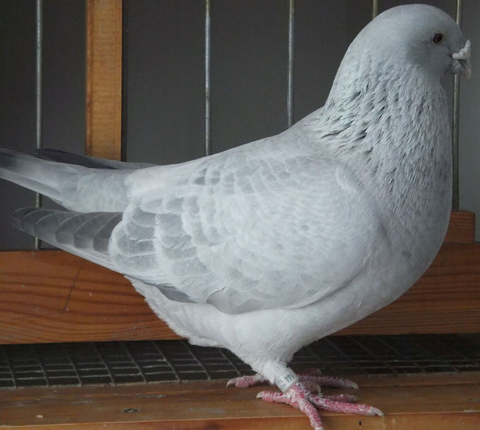  - Voiajori Standard guti 2017