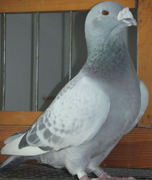  - Voiajori Standard guti 2017