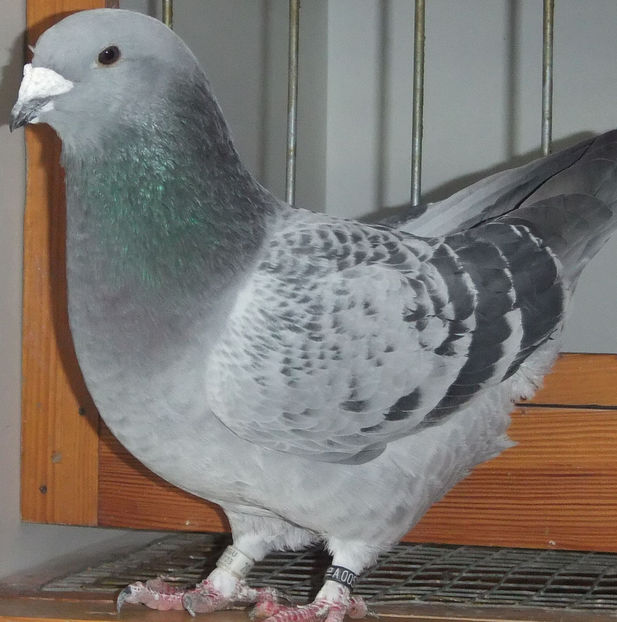  - Voiajori Standard guti 2017