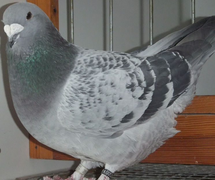  - Voiajori Standard guti 2017