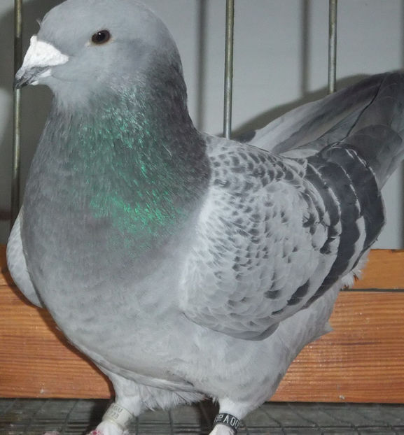  - Voiajori Standard guti 2017