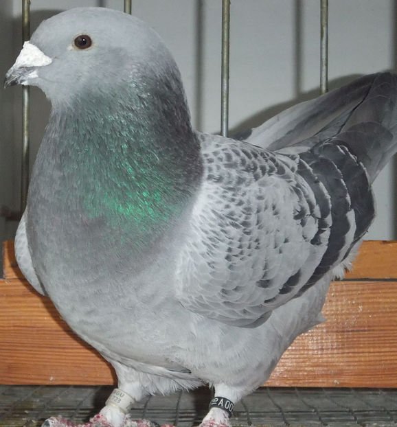  - Voiajori Standard guti 2017