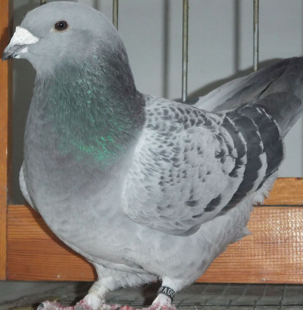  - Voiajori Standard guti 2017