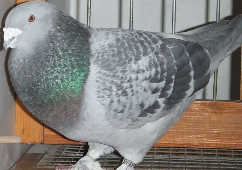  - Voiajori Standard guti 2017