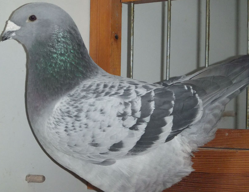  - Voiajori Standard guti 2017