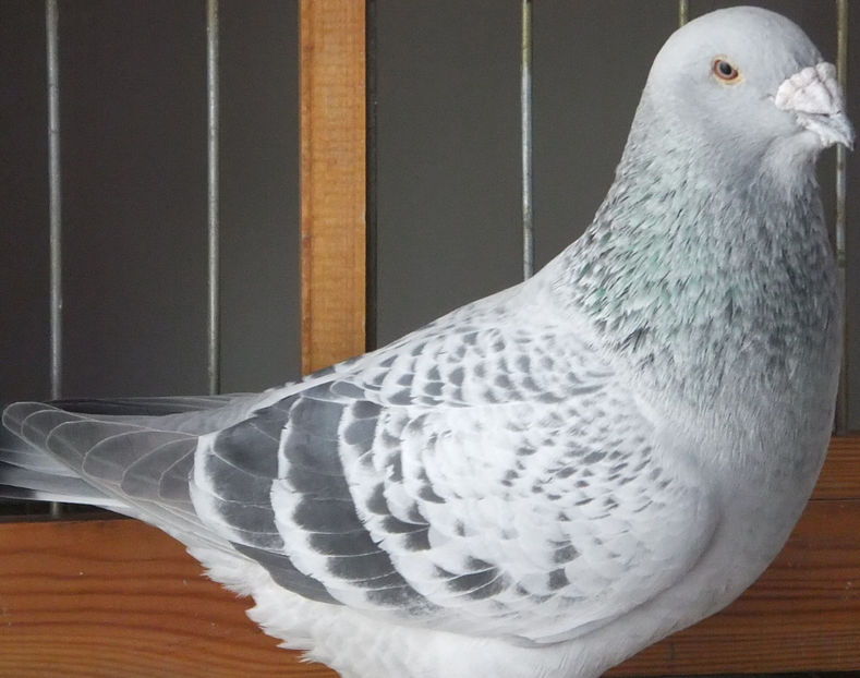  - Voiajori Standard guti 2017