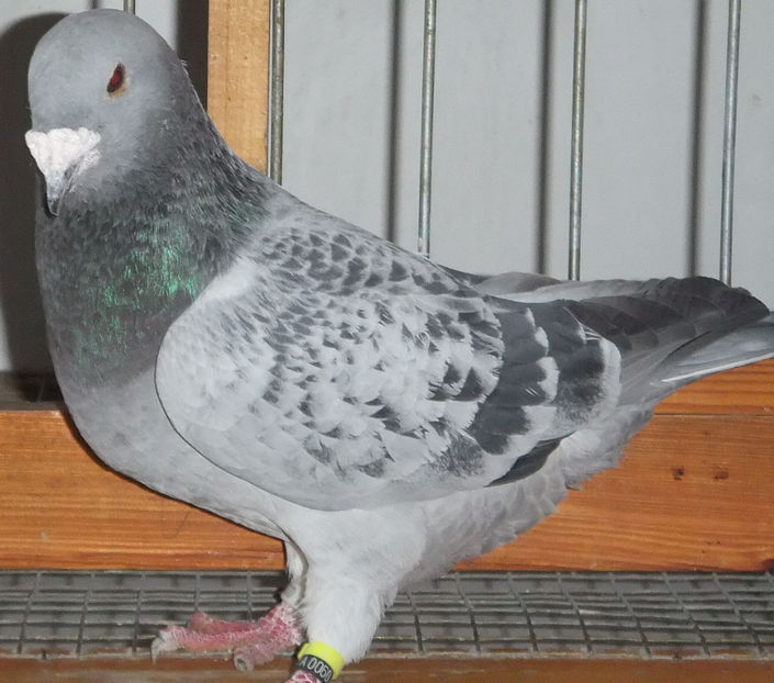  - Voiajori Standard guti 2017