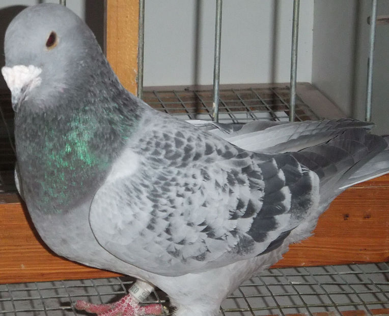  - Voiajori Standard guti 2017