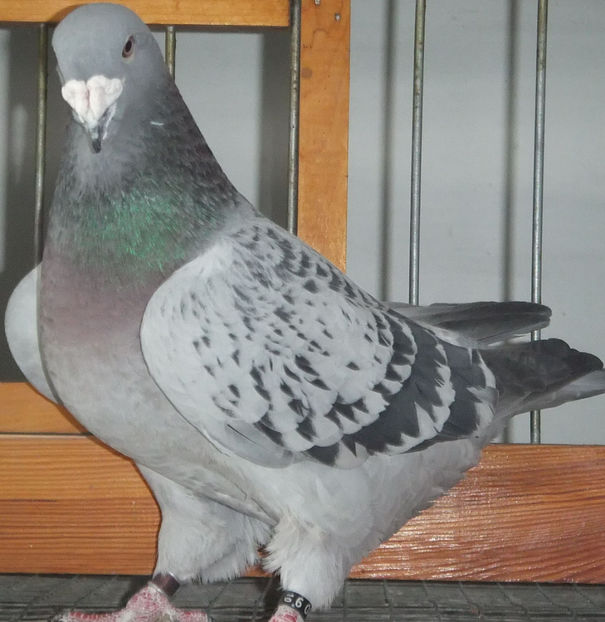  - Voiajori Standard guti 2017