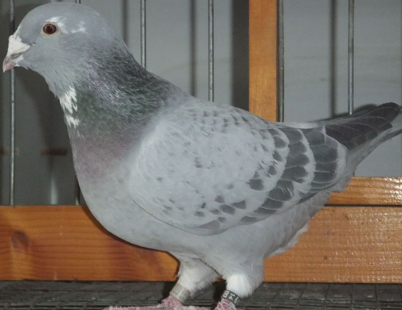  - Voiajori Standard guti 2017