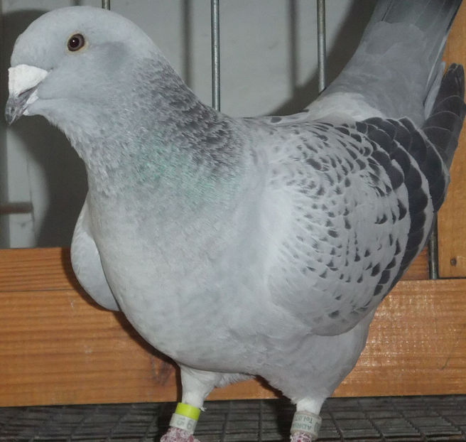  - Voiajori Standard guti 2017