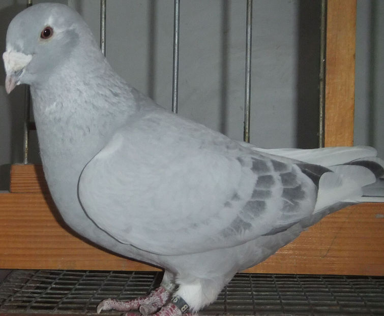  - Voiajori Standard albastrii 2017