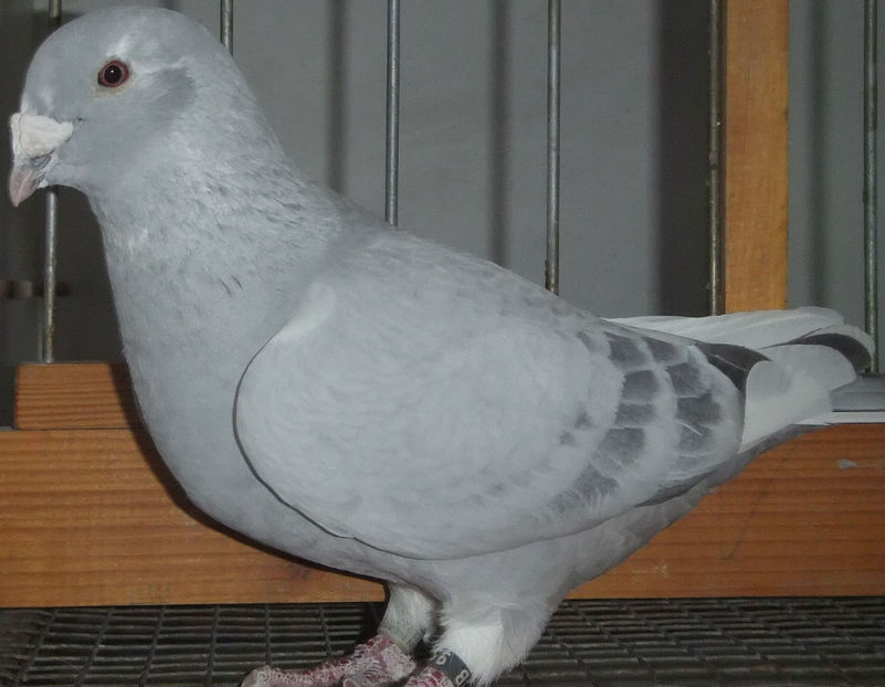  - Voiajori Standard albastrii 2017