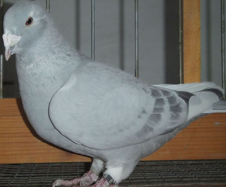  - Voiajori Standard albastrii 2017