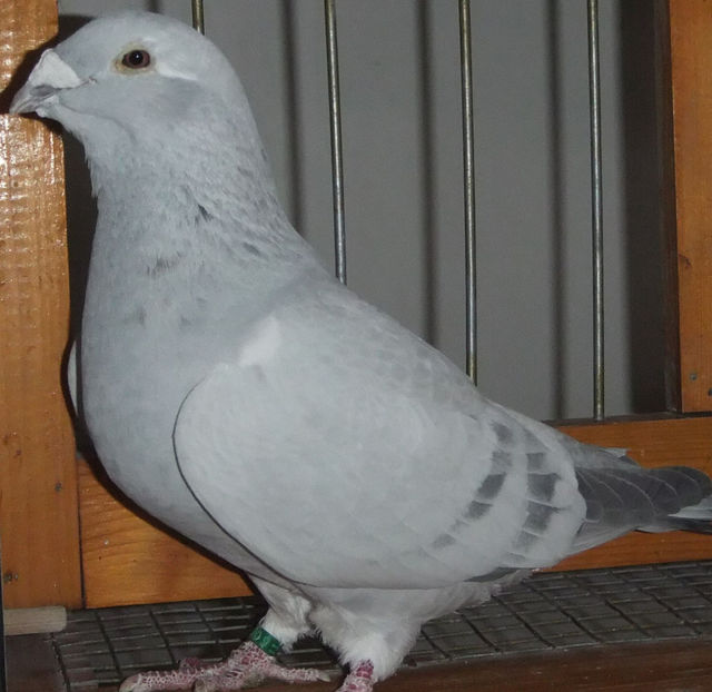  - Voiajori Standard albastrii 2017