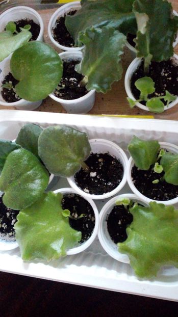  - FRUNZE INRADACINATE