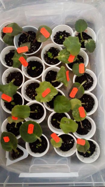  - FRUNZE INRADACINATE