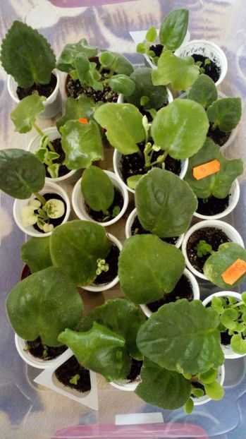  - FRUNZE INRADACINATE