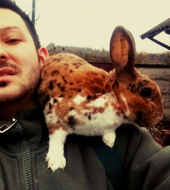  - masculul meu rex tricolor pitic