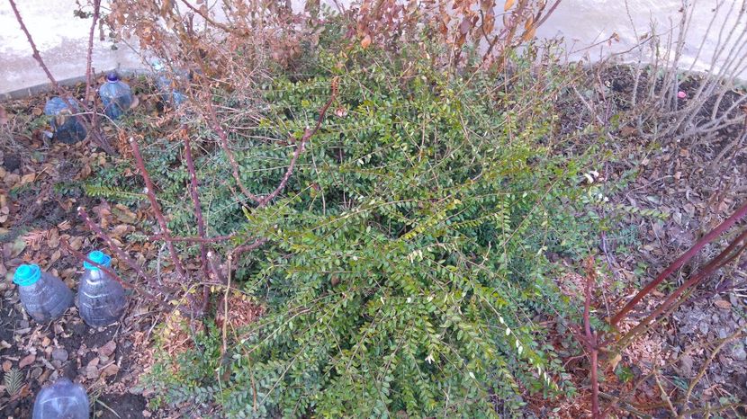 Lonicera pilleata - planta mama - Arbori -arbusti ornamentali de exterior si liane