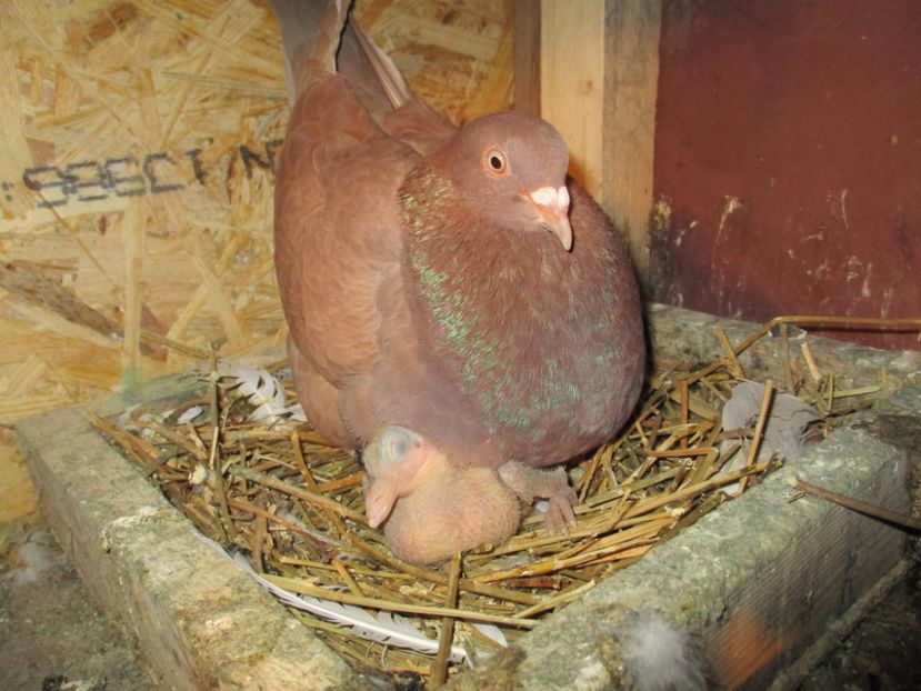 F cu pui mascul - 03_texan