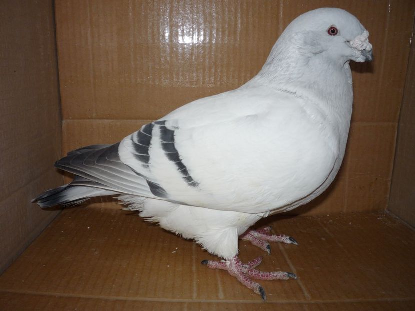 MASCUL 2010 - RETROSPECTIVA