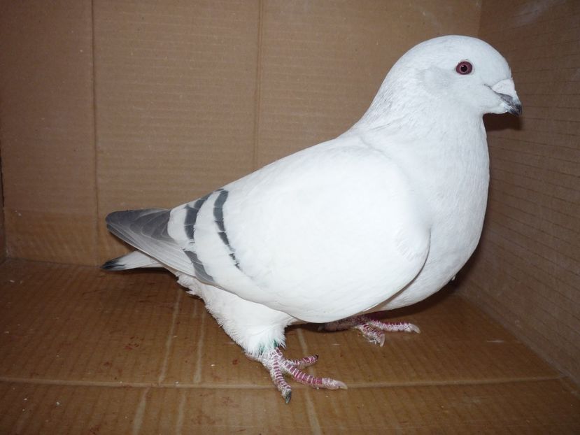 FEMELA 2013 - RETROSPECTIVA