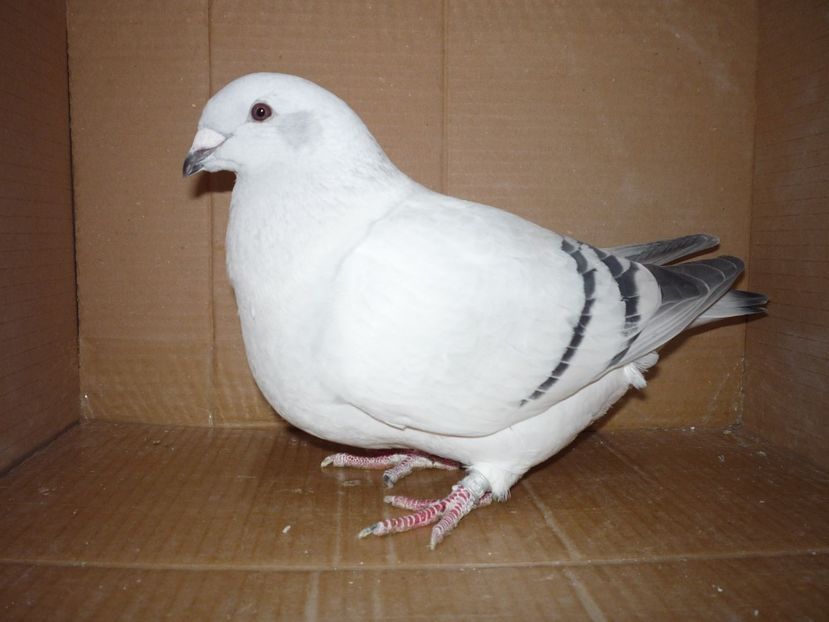 FEMELA 2015 - RETROSPECTIVA