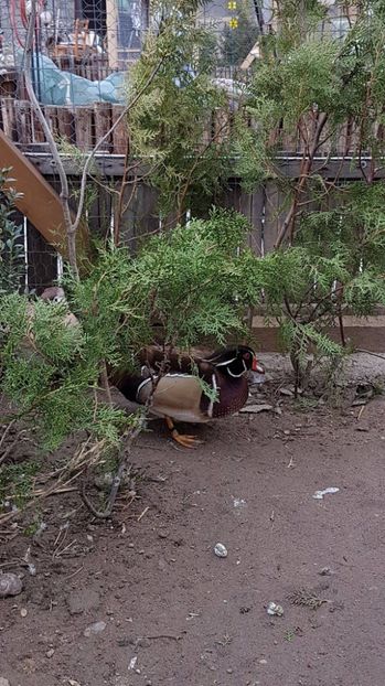 17193841_1849909868580988_1825051136_o - RATE EXOTICE