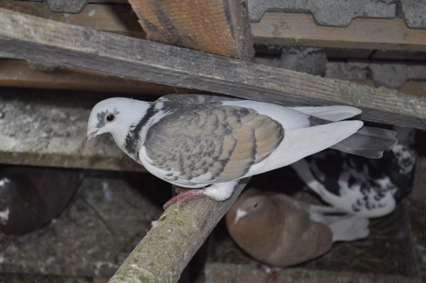 FEMELA 2016 - ACHIZITI NOI